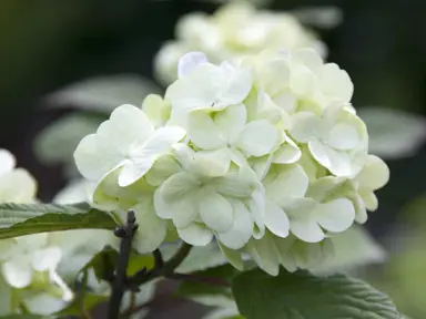 viburnum-plicatum-grandiflorum-