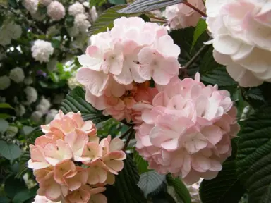 viburnum-plicatum-roseum-