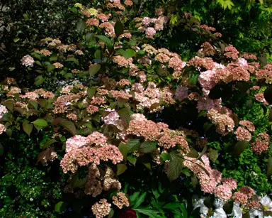 viburnum-plicatum-roseum-1