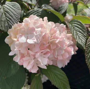 viburnum-plicatum-roseum-5