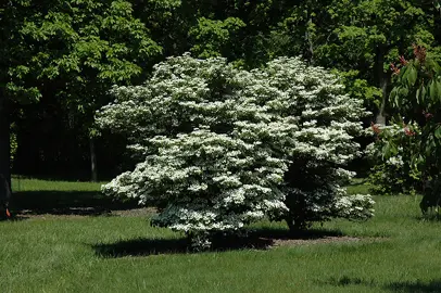 viburnum-summer-snowflake-