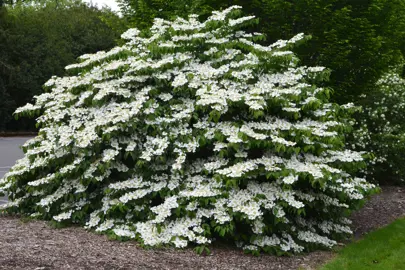 viburnum-tomentosum-