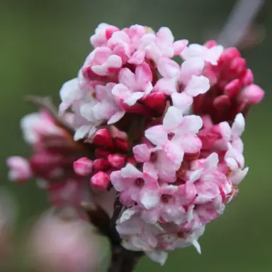 viburnum-dawn-