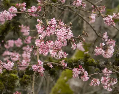 viburnum-dawn-2