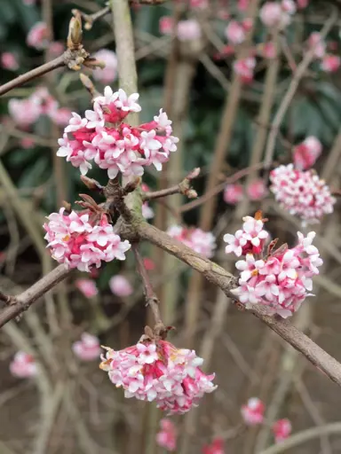 viburnum-dawn-3