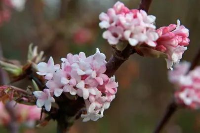 viburnum-dawn-9