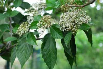 viburnum-japonicum-