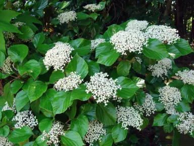 viburnum-japonicum-1