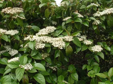 viburnum-japonicum-2