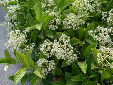 viburnum-odoratissimum-