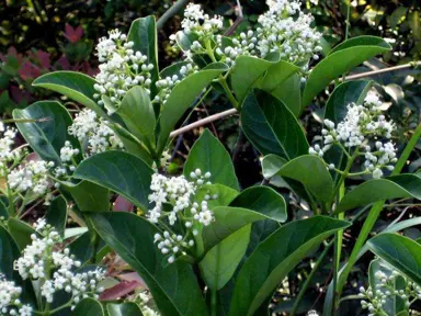 viburnum-odoratissimum-1