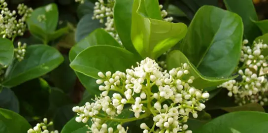 viburnum-odoratissimum-2