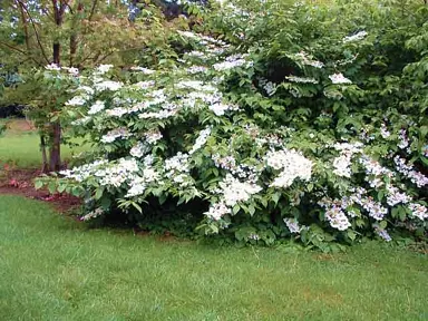 viburnum-plicatum-lanarth-