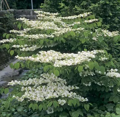 viburnum-plicatum-lanarth-1