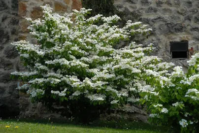 viburnum-plicatum-lanarth-2