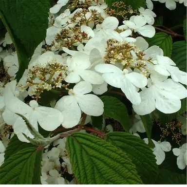 viburnum-plicatum-lanarth-3