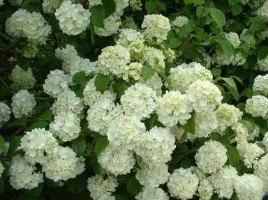 viburnum-plicatum-newport-1