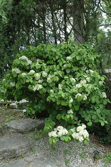 viburnum-plicatum-newport-2