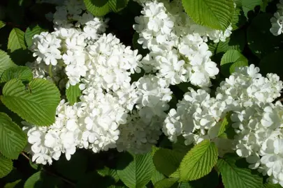 viburnum-plicatum-newport-3