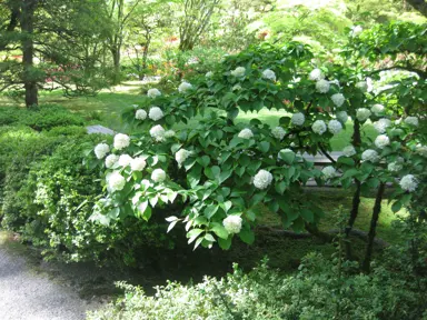 viburnum-plicatum-newport-4