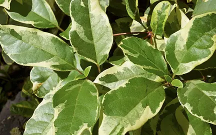 viburnum-bewleys-variegated-