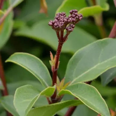 viburnum-emerald-beauty-1