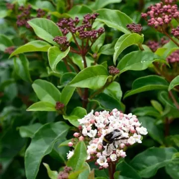 viburnum-emerald-beauty-2