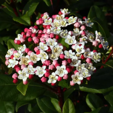 viburnum-tinus-gwenllian-