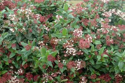 viburnum-tinus-gwenllian-1