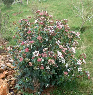 viburnum-tinus-gwenllian-2