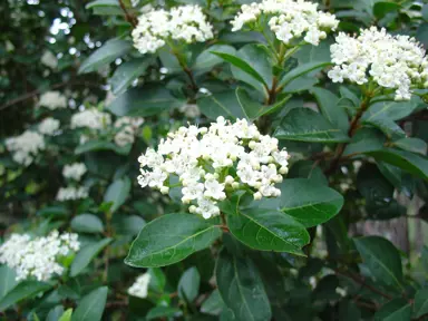 viburnum-tinus-lucidum-1