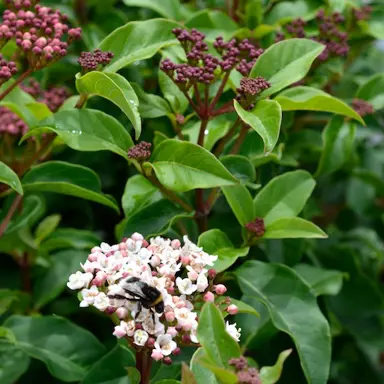 viburnum-tinus-lucidum-2