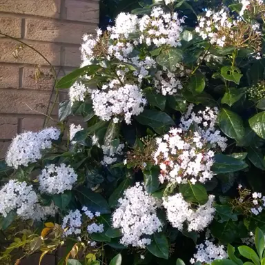 viburnum-tinus-lucidum-3