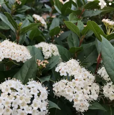 viburnum-tinus-lucidum-4