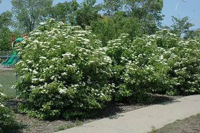 viburnum-trilobum-2