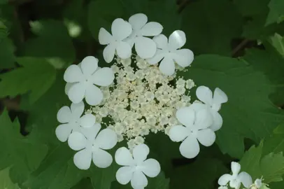 viburnum-trilobum-3