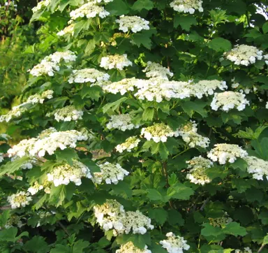 viburnum-trilobum-4