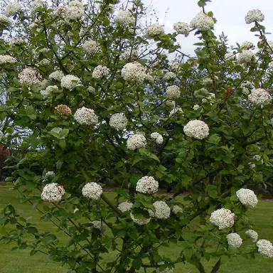 viburnum-burkwoodii-