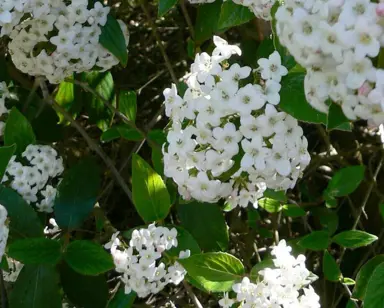 viburnum-burkwoodii-2