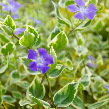 vinca-major-variegata-1