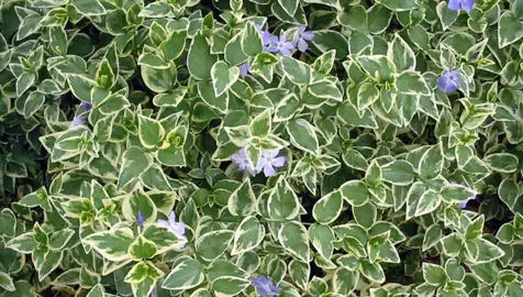 vinca-major-variegata-3