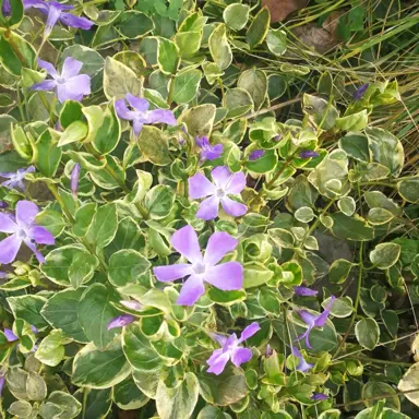 vinca-argenteovariegata-1