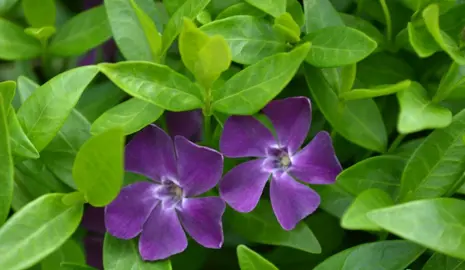 Vinca minor atropurpurea plant with purple flowers and lush, green foliage.