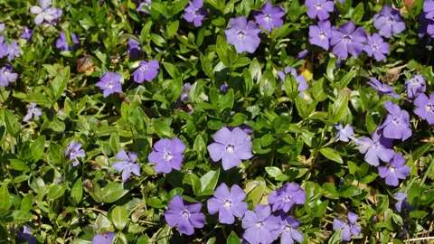 Vinca minor ground cover with purple flowers.