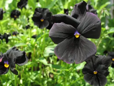 viola-all-black-