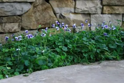 viola-hederacea--1