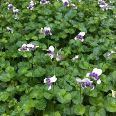 viola-hederacea--2