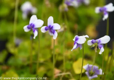 viola-hederacea-