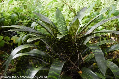 Vriesea hieroglyphica in a garden with variegated leaves.