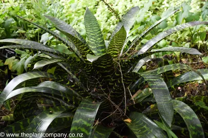 Vriesea hieroglyphica plant with dark green and mid-green tones.